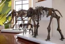 Photo of События Ханты-Мансийска: крупная кража на месторождении