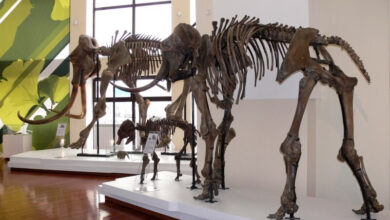 Photo of События Ханты-Мансийска: крупная кража на месторождении